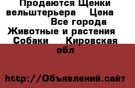 Продаются Щенки вельштерьера  › Цена ­ 27 000 - Все города Животные и растения » Собаки   . Кировская обл.